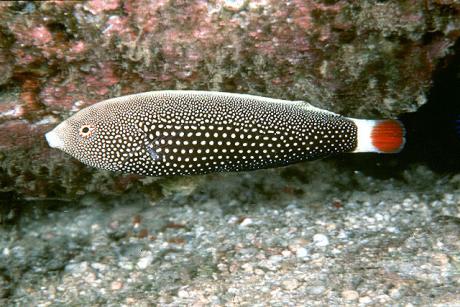 ANAMPSES CHRYSOCEPHALUS